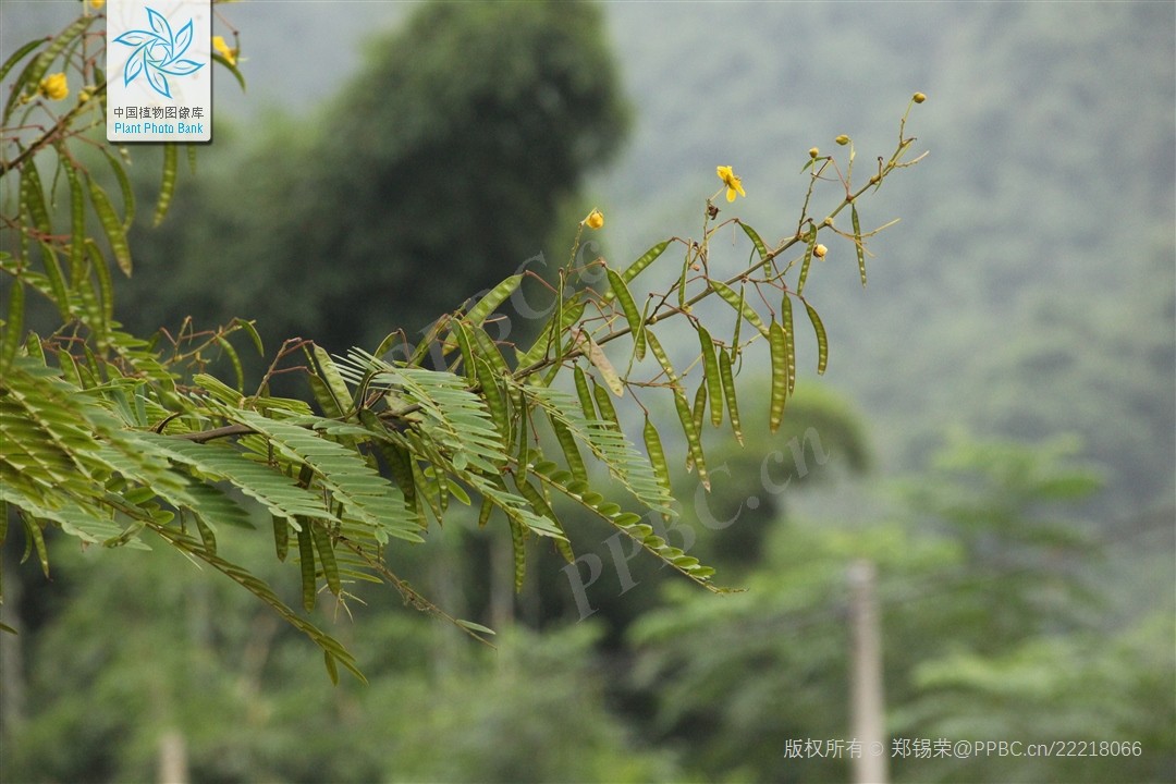 Muồng đỏ